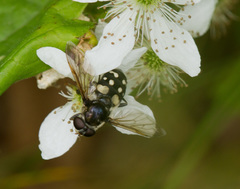Sericomyia lata
