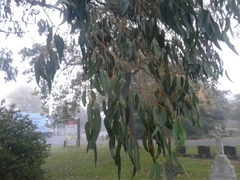 Eucalyptus delegatensis