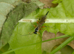 Itoplectis