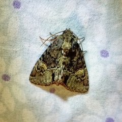 Phosphila turbulenta