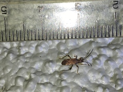 Ozophora occidentalis