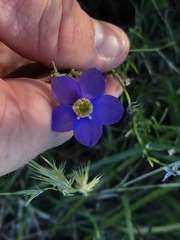 Giliastrum rigidulum