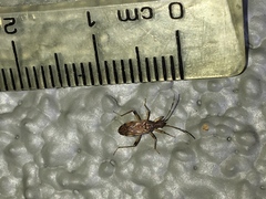 Ozophora occidentalis