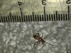 Ozophora occidentalis