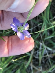 Giliastrum rigidulum