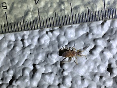 Ozophora occidentalis