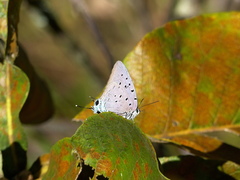 Pseudolycaena marsyas