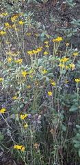 Eriophyllum lanatum achilleoides