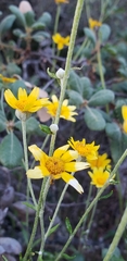 Eriophyllum lanatum achilleoides
