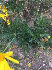 Euryops pectinatus