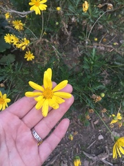 Euryops pectinatus