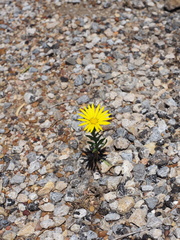 Xanthisma texanum drummondii