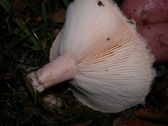 Lactarius pubescens image