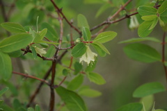 Lonicera caerulea