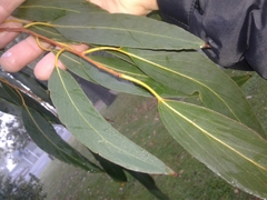 Eucalyptus delegatensis