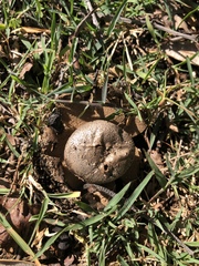 Myriostoma australianum