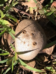 Myriostoma australianum