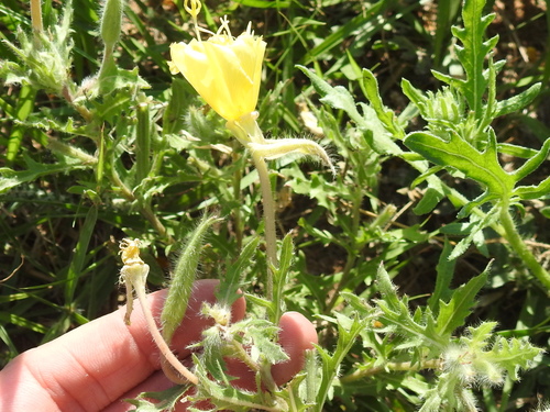 Image of Oenothera grandis by (c) Sam Kieschnick, some rights reserved (CC BY)