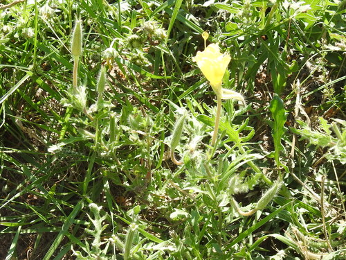 Image of Oenothera grandis by (c) Sam Kieschnick, some rights reserved (CC BY)