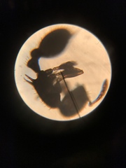 Temnothorax longispinosus