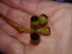 Eucalyptus delegatensis