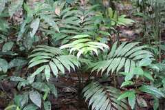 Zamia
