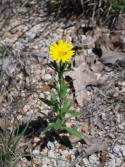 Xanthisma texanum drummondii
