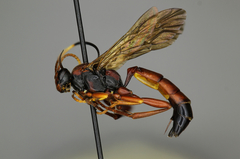 Stenichneumon