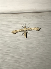 Gillmeria pallidactyla