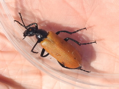 Lytta fulvipennis
