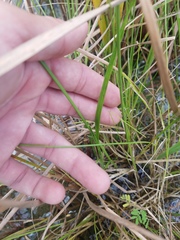 Carex vexans