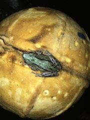 Hyla eximia