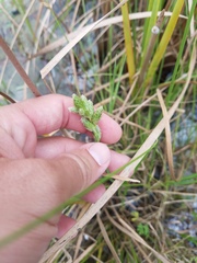 Carex vexans