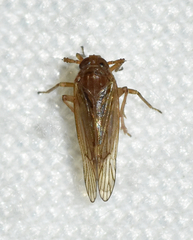 Pareuidella