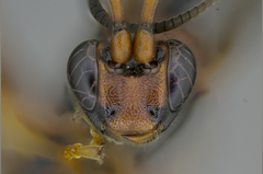 Stenichneumon