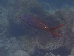 Cephalopholis colonus