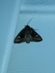 Homophoberia apicosa