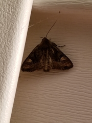 Homophoberia apicosa