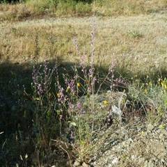 Streptanthus glandulosus glandulosus