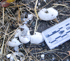 Actinemys marmorata marmorata