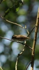 Vireo leucophrys