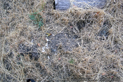 Actinemys marmorata marmorata