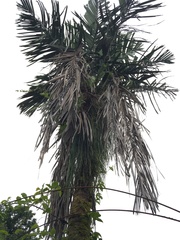 Manicaria saccifera