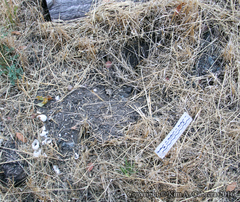 Actinemys marmorata marmorata