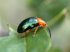 Lamprolina simillima