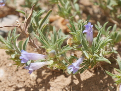 Penstemon crandallii