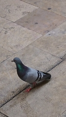 Columba livia domestica