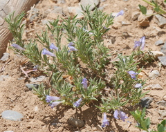 Penstemon crandallii