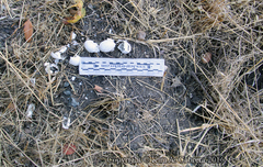 Actinemys marmorata marmorata