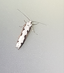 Ethmia bipunctella